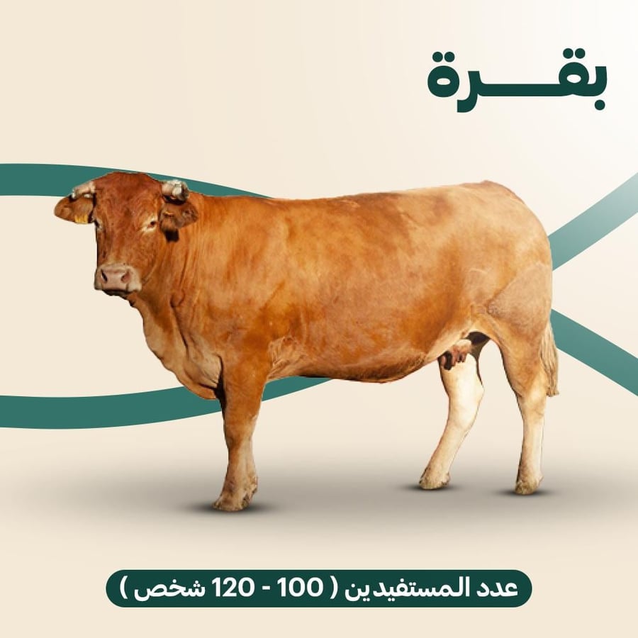 بقر – أضحية وصدقة وإطعام المحتاجين | أضاحي ريفوريا