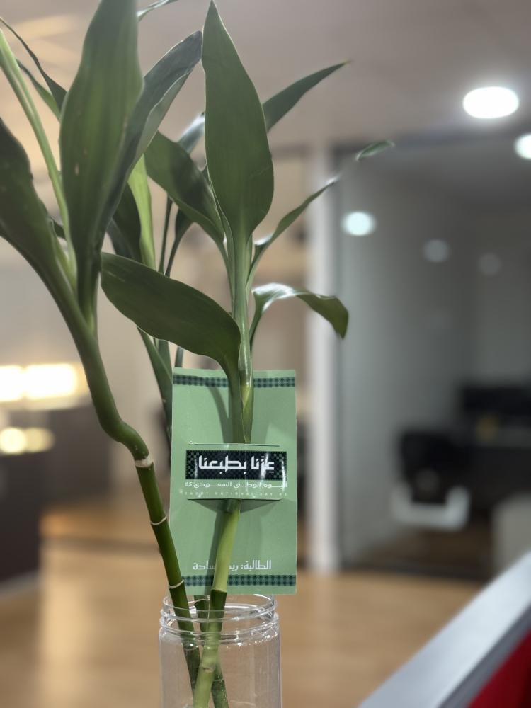 National Day distributions Bamboo stalk