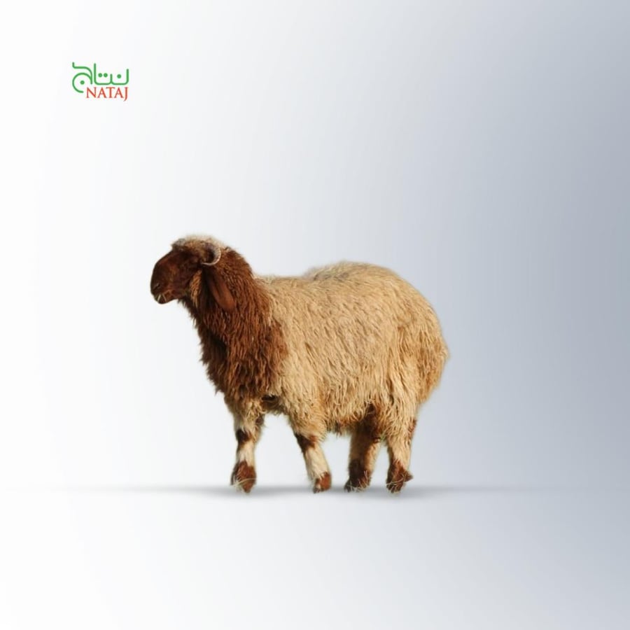 خروف نعيمي هرفي وسط