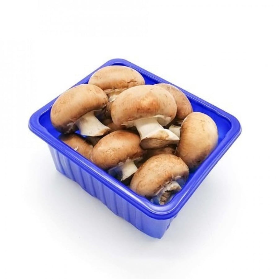فطر بني