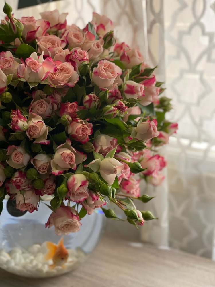 فازة سمك 30 غصن بيبي روز