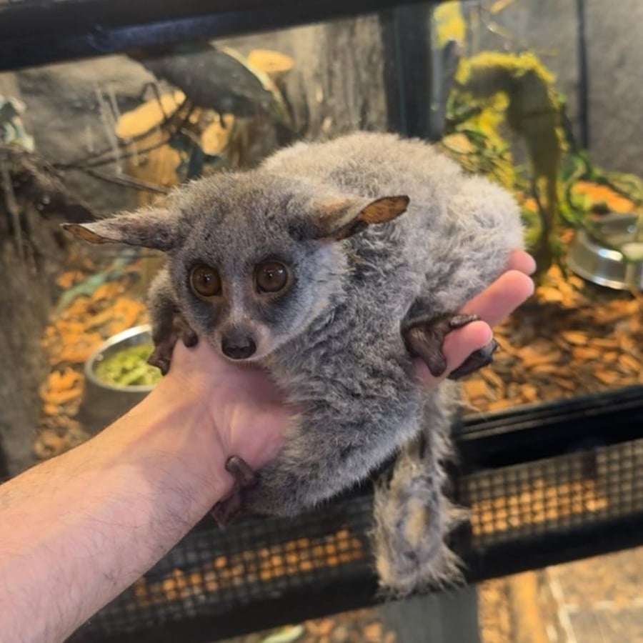 بوش بيبي قريتر  Greater Bush Baby