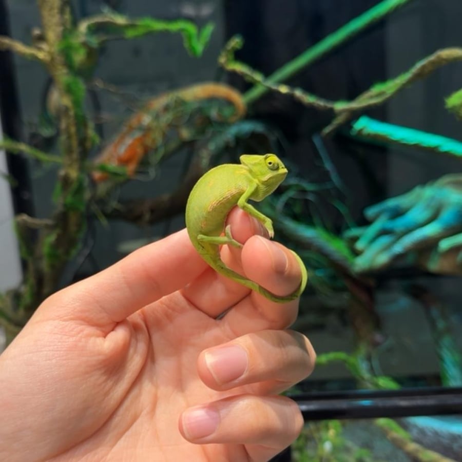 حرباء صغيرة - Baby chameleon