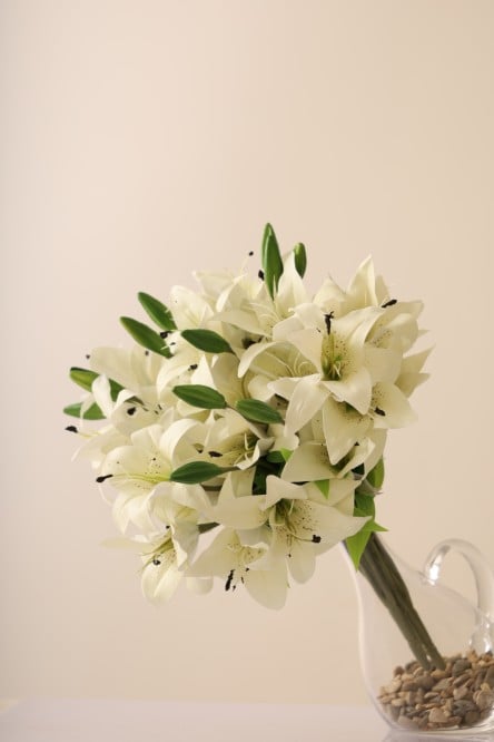 ازهار الزنبق الابيض