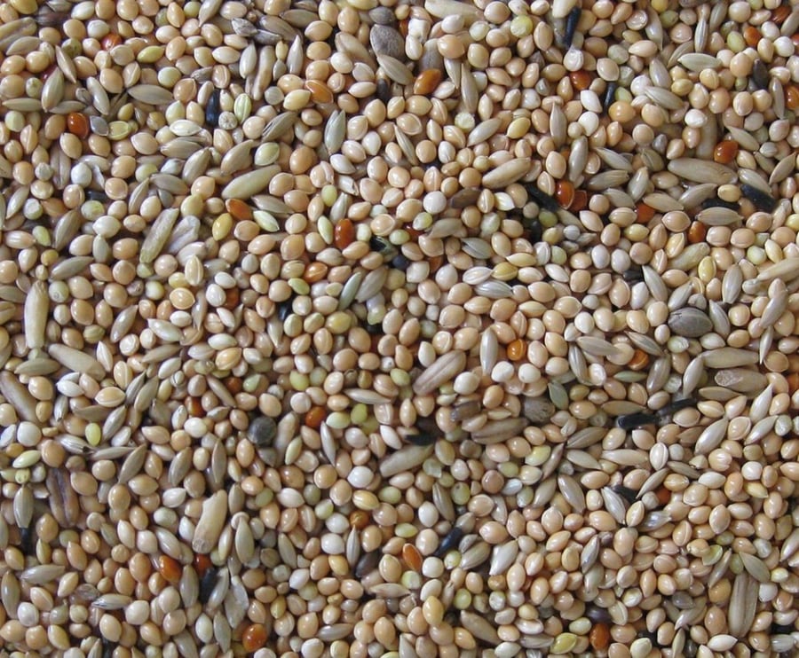 مزيج حبوب لطيور البادجي Deli Nature