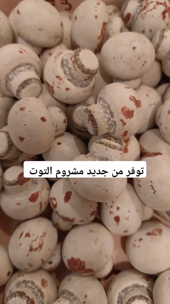 دراجيه مشروم التوت 250  جرام تقريبا