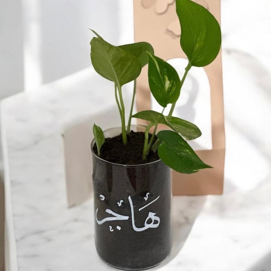 نبته اصيص زجاج