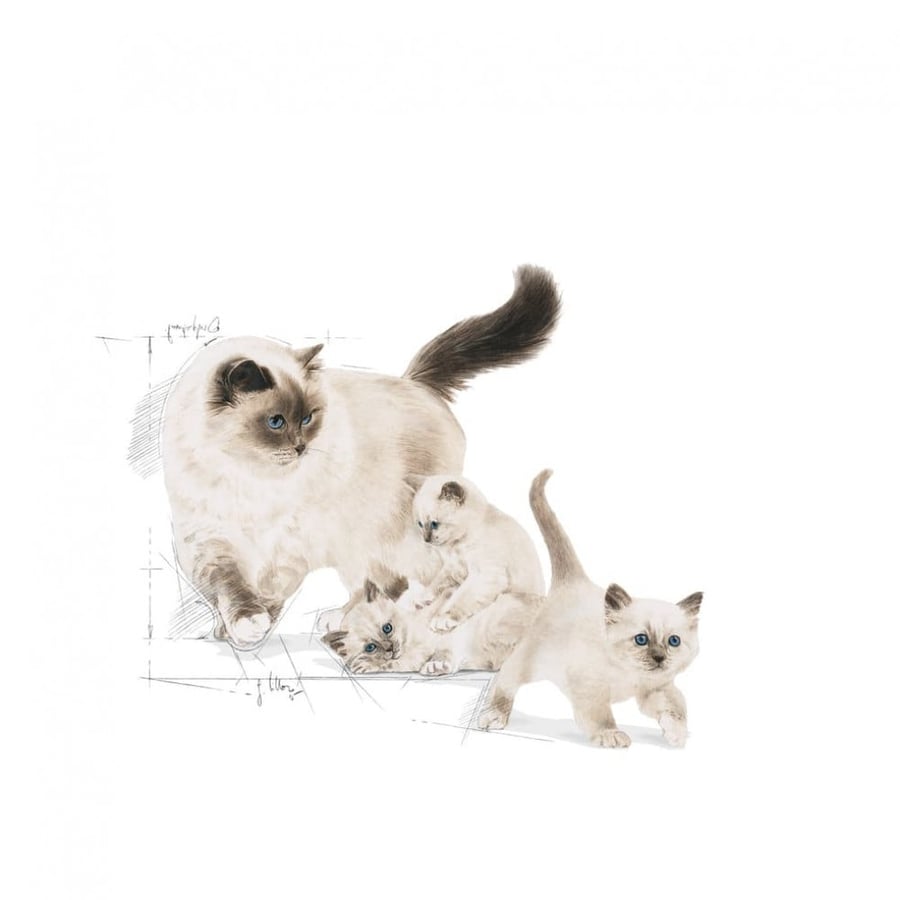 رويال كانين BABYCAT طعام جاف للام والقطط الصغيرة 2 كيلو