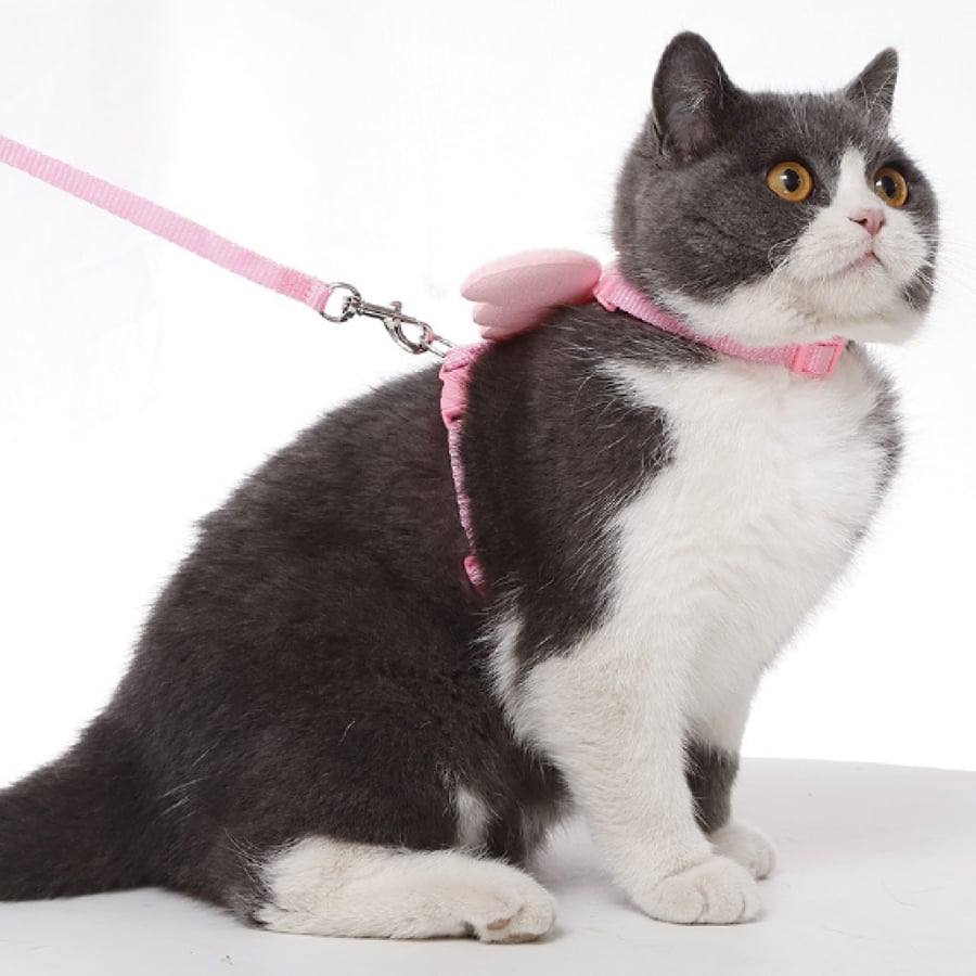Bra with corset for cats in the shape of a wing in several colors