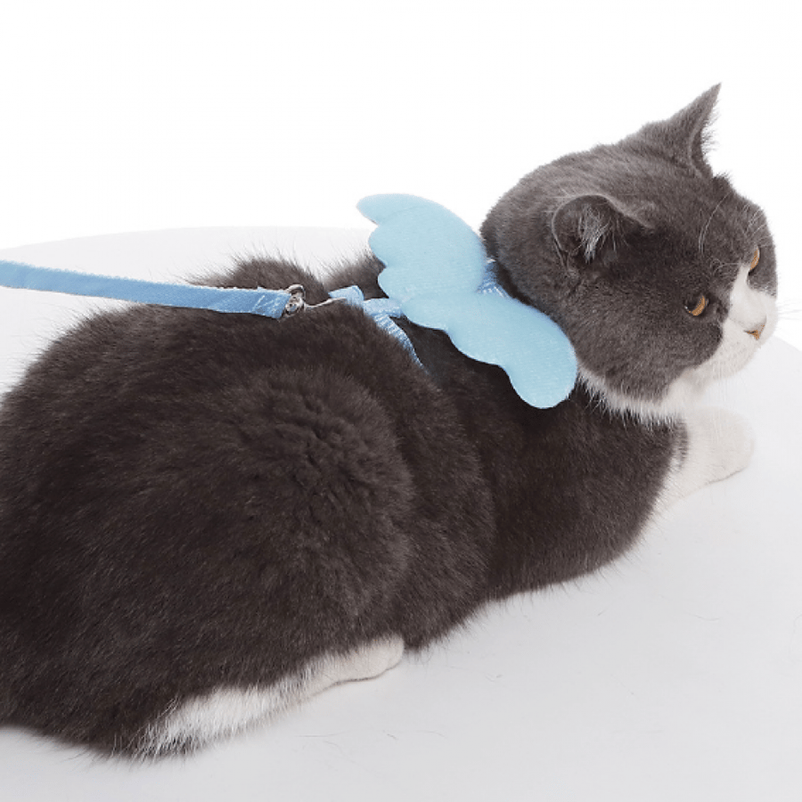 Bra with corset for cats in the shape of a wing in several colors