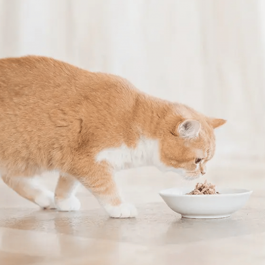Cheesar Cat Wet Food Chicken With Sea Bass In Jelly 85 Gm