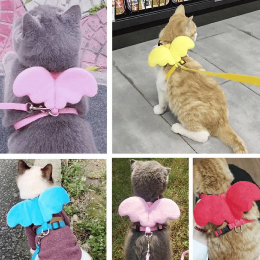 Bra with corset for cats in the shape of a wing in several colors