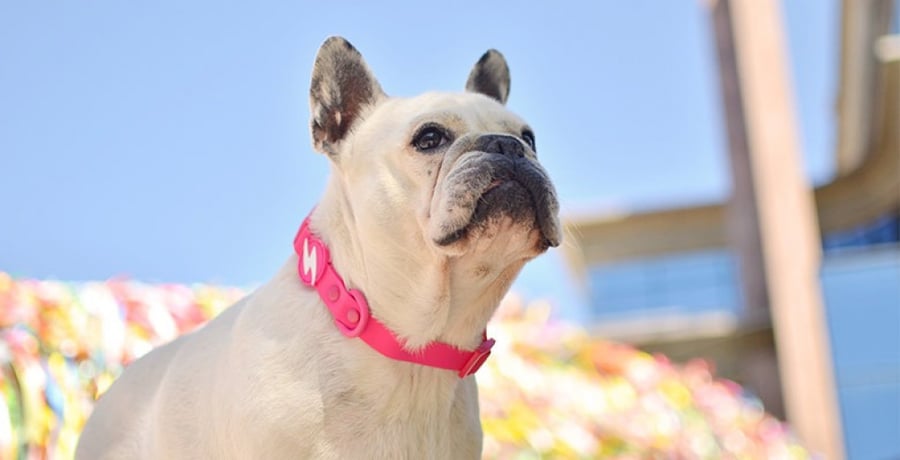 Dashi Flex Collar Sizes
