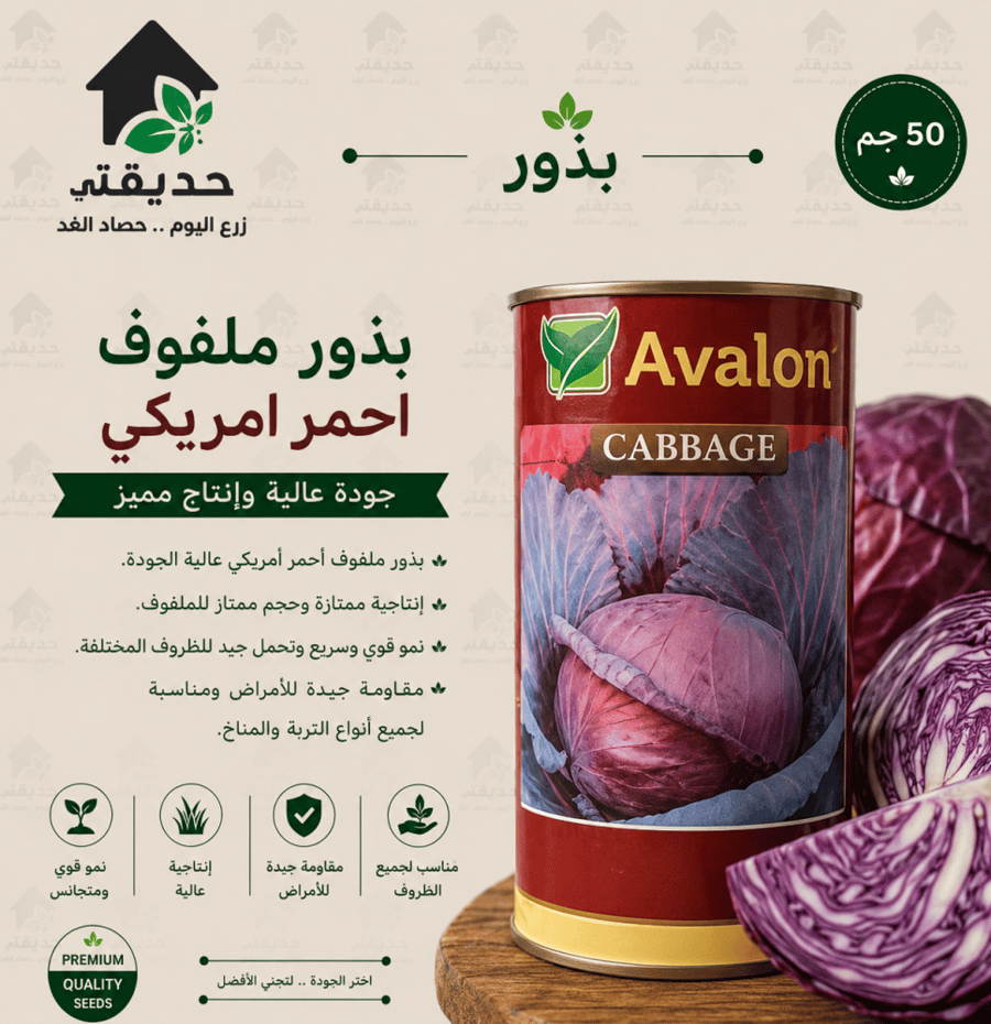 بذور ملفوف احمر امريكي 50 جم