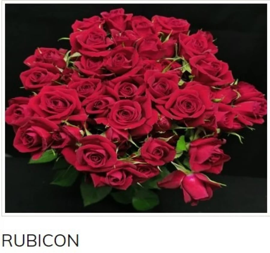 بيبي جوري(10 أغصان)-RED