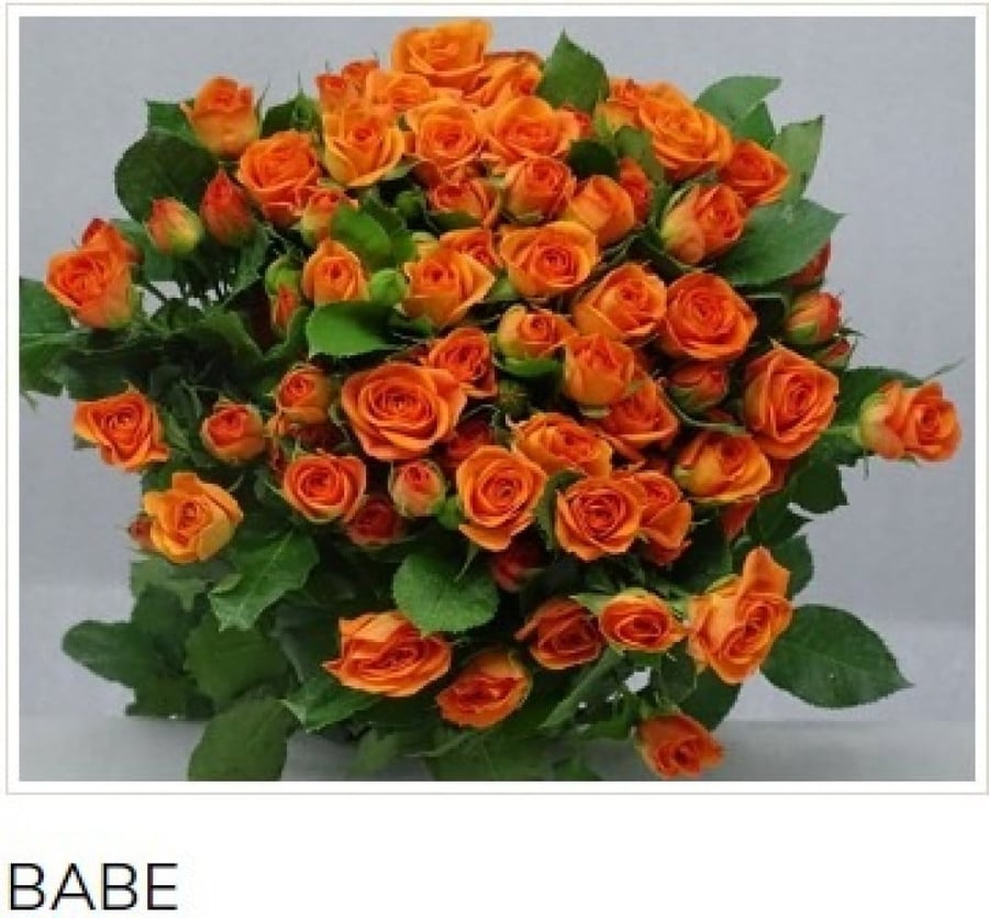 بيبي جوري(10 أغصان)-orange