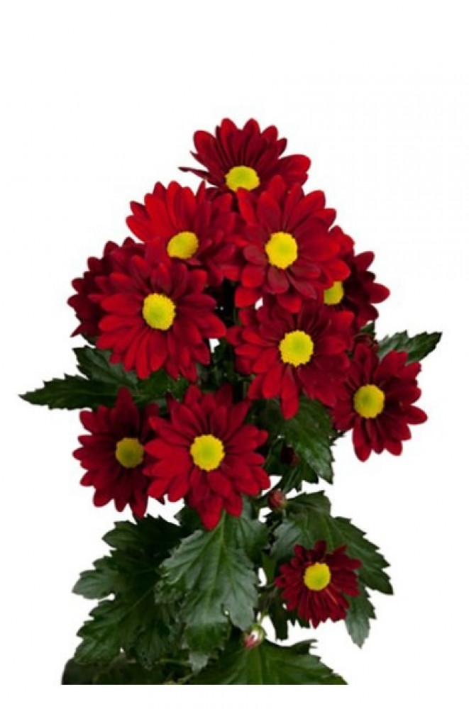 كريز(10 أغصان)CHILI PEPPER