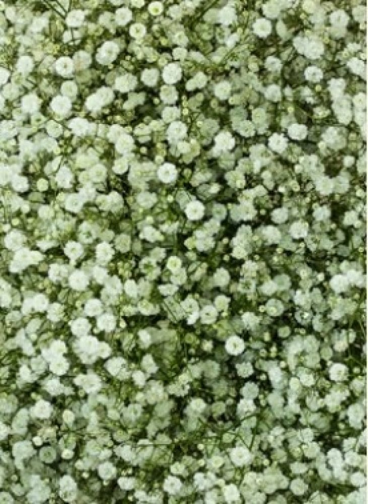جيبسو أبيض(10 أغصان)Gypsophila White