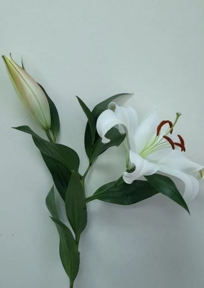 كازبلانكا أبيض(10 أغصان)Lily OR White