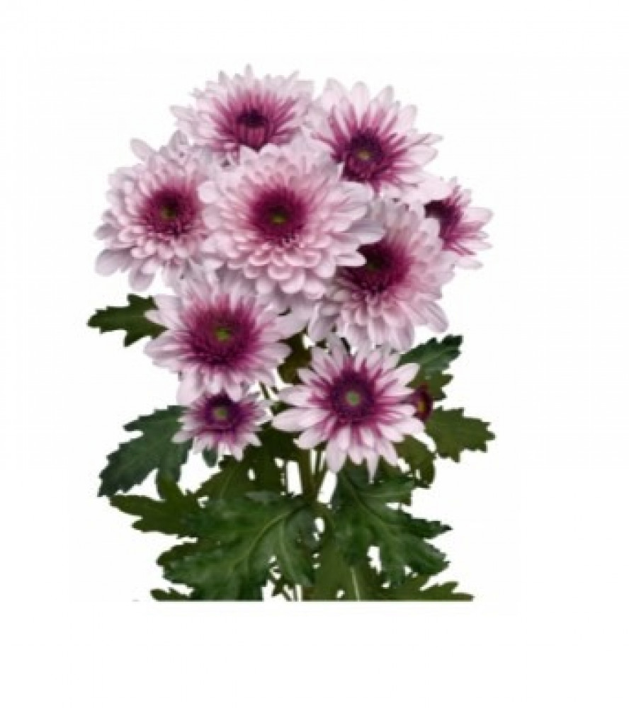 كريز(10 أغصان)Podolsk