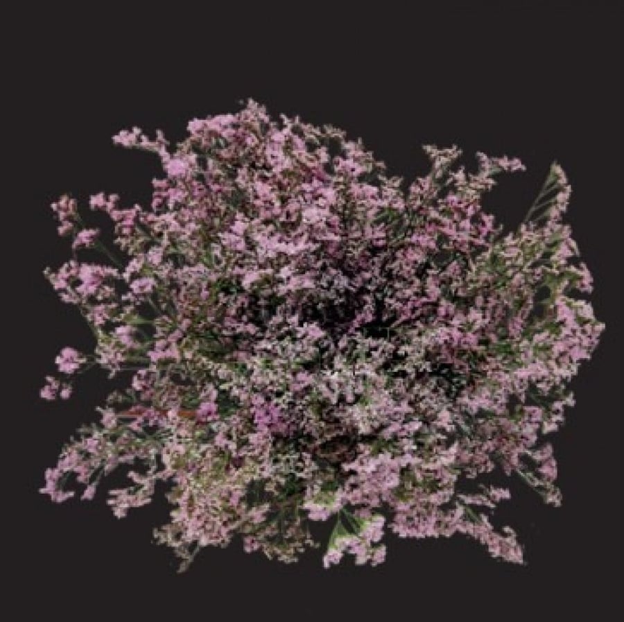 ليمنيوم(10 أغصان)Limonium Silvery Pink