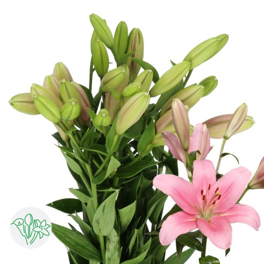 ليليوم بينك(10 أغصان)Lily La PINK