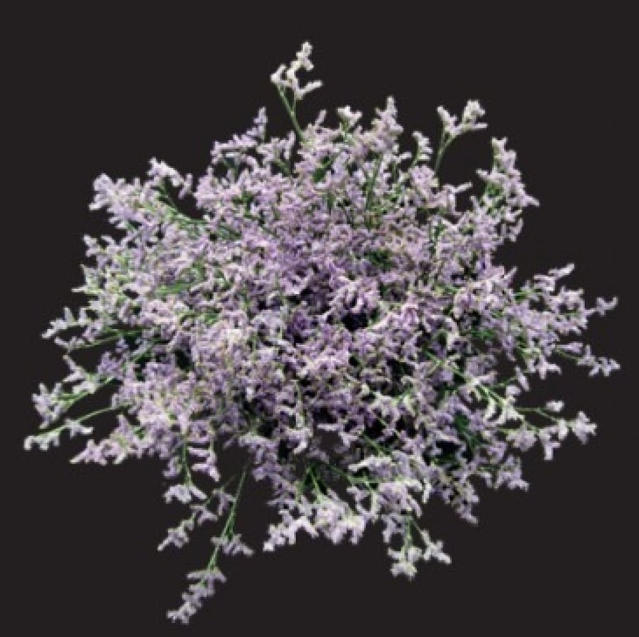 ليمنيوم(10 أغصان)Limonium Sky Light
