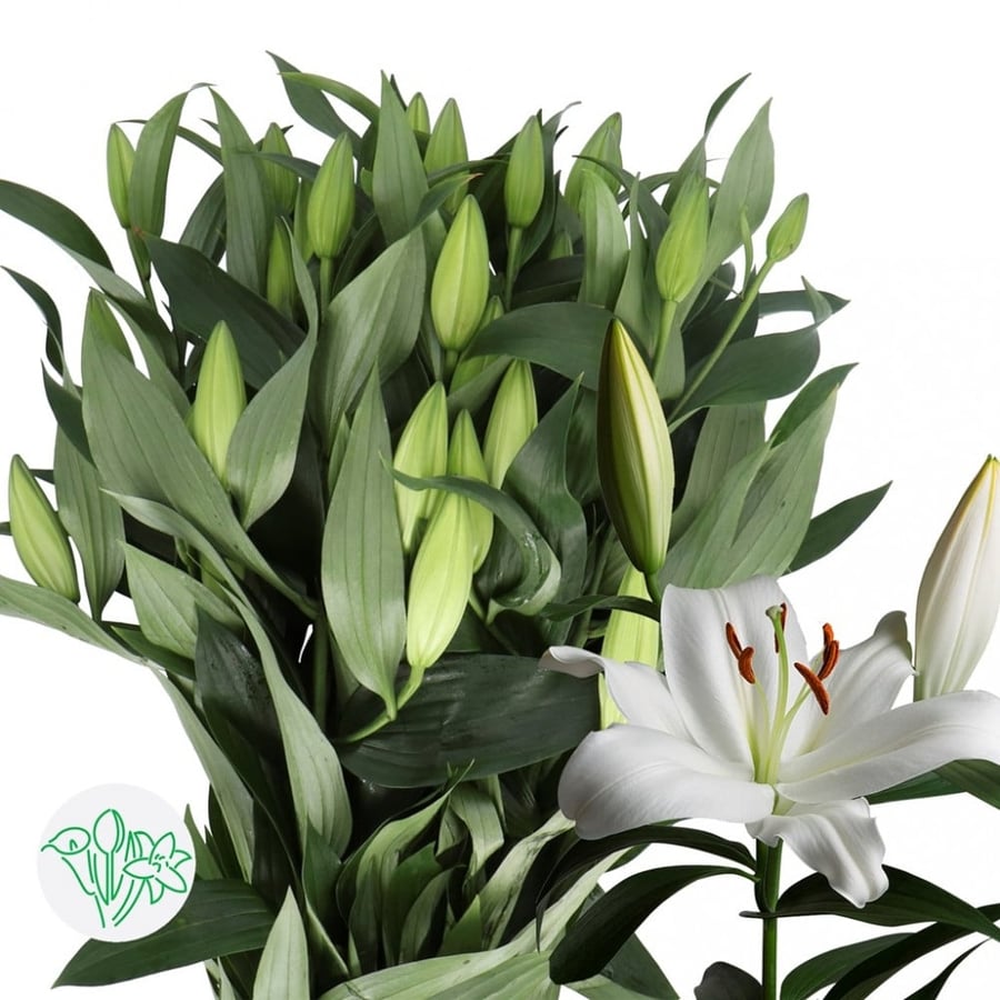 كازبلانكا أبيض(10 أغصان)Lily OR White