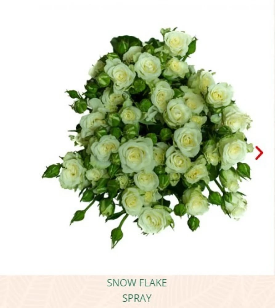 بيبي جوري(10 أغصان)-SNOW FLAKE