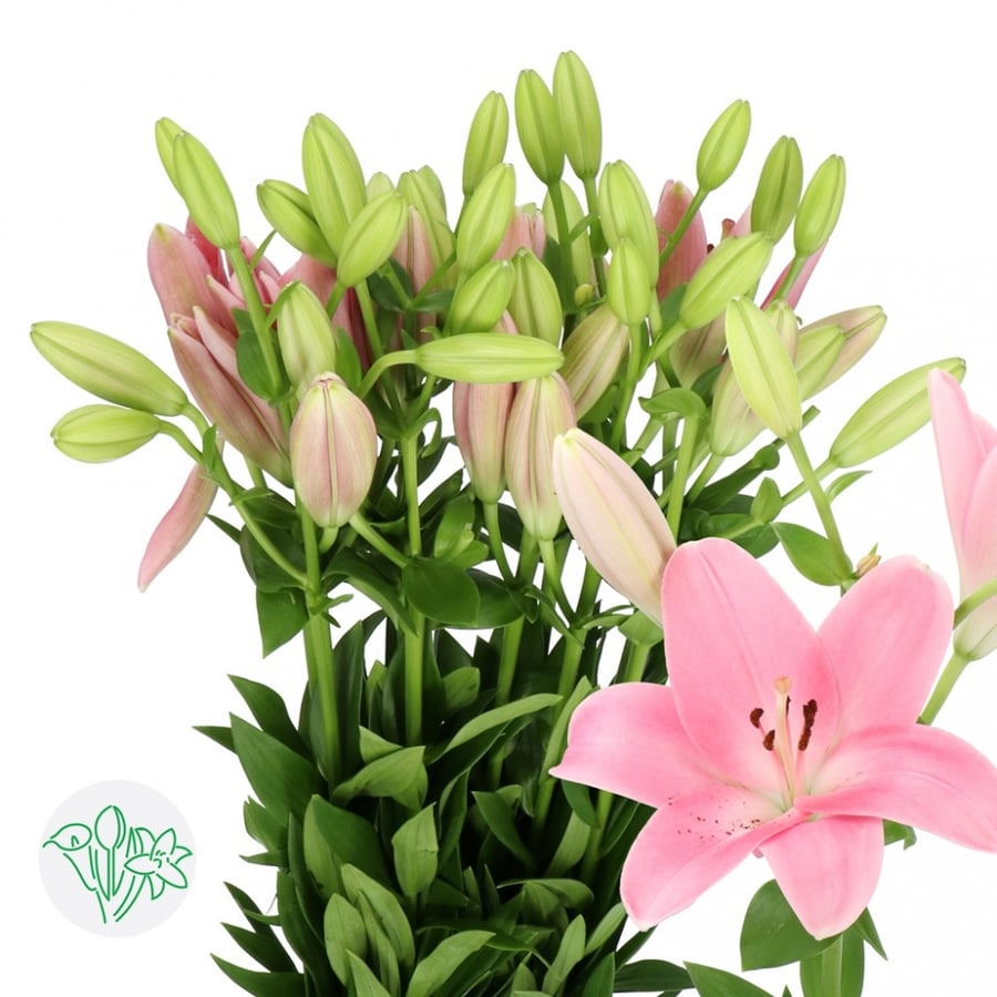 ليليوم بينك(10 أغصان)Lily La PINK