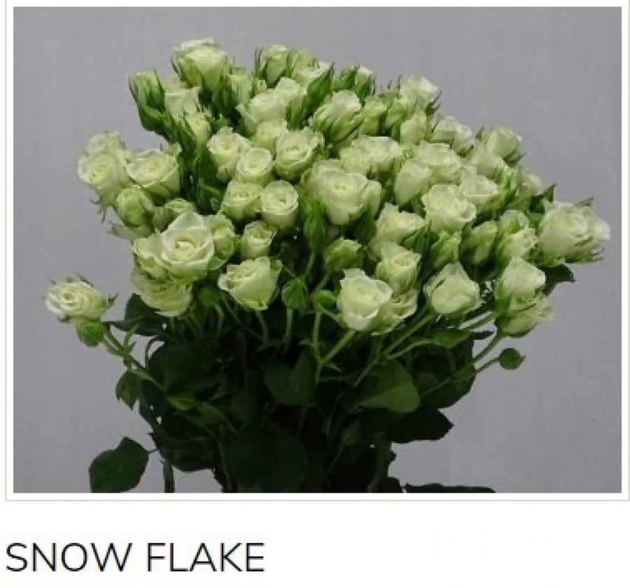 بيبي جوري(10 أغصان)-SNOW FLAKE