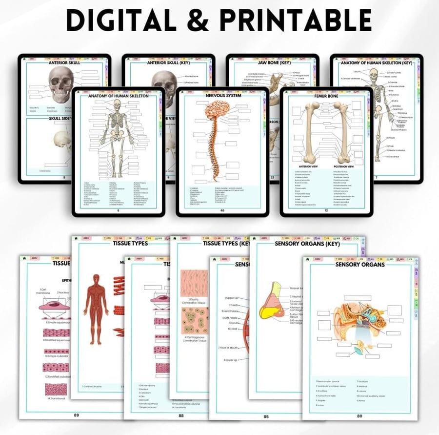 Anatomy Labeling Workbook – كتاب تمارين التشريح