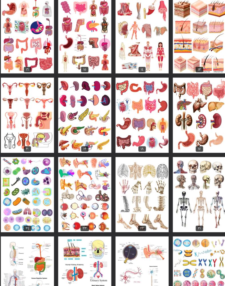ملصقات تشريح -anatomy stickers