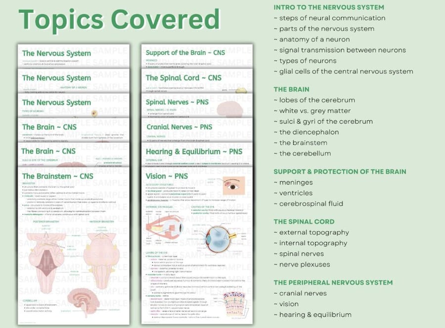 Nervous system worksheets ورقة عمل الجهاز العصبي