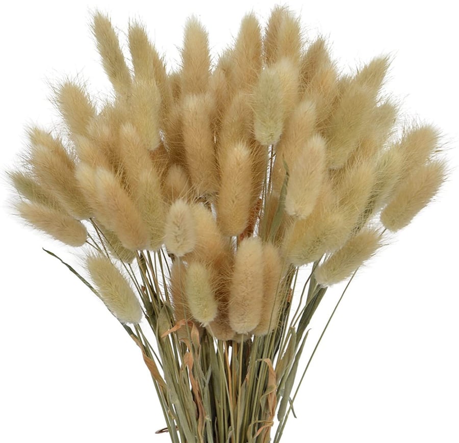 عشب ذيل الارنب مجفف
