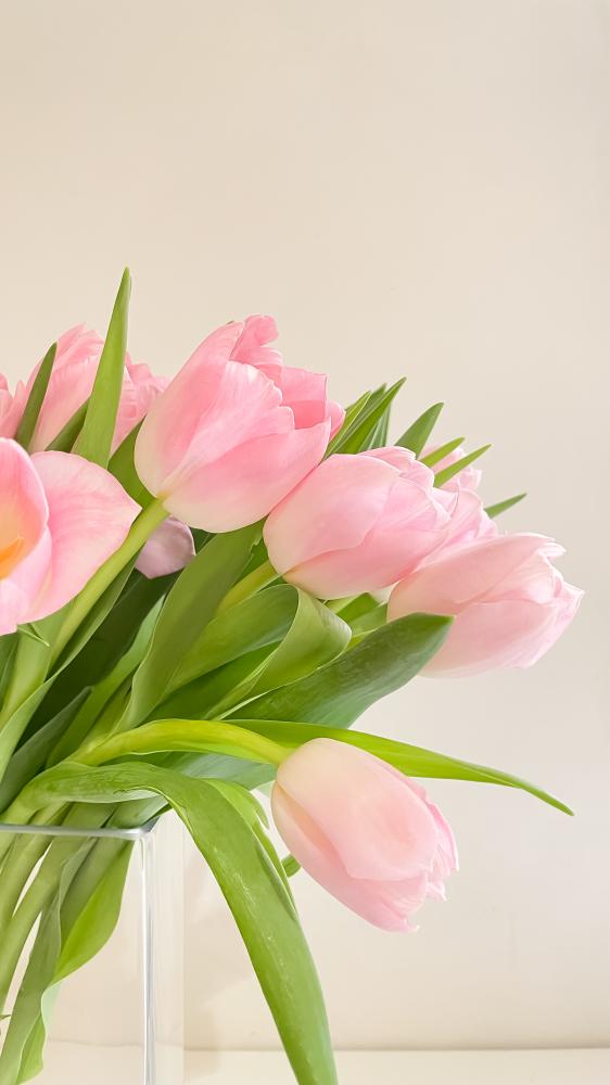 Tulip