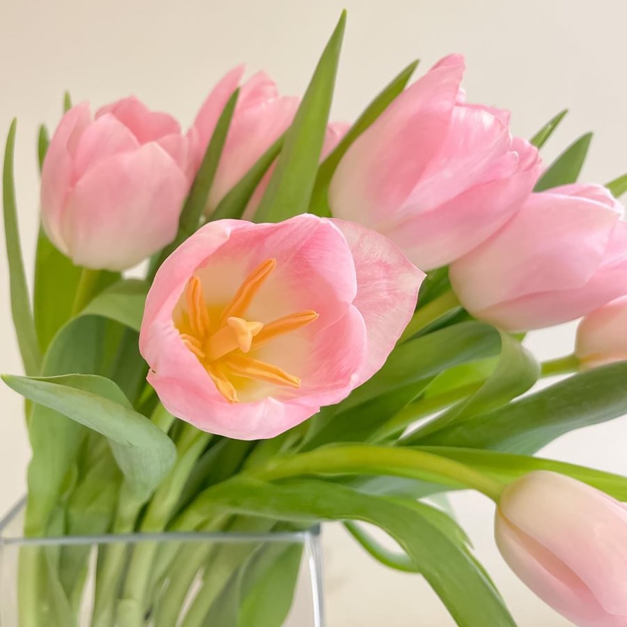 Tulip