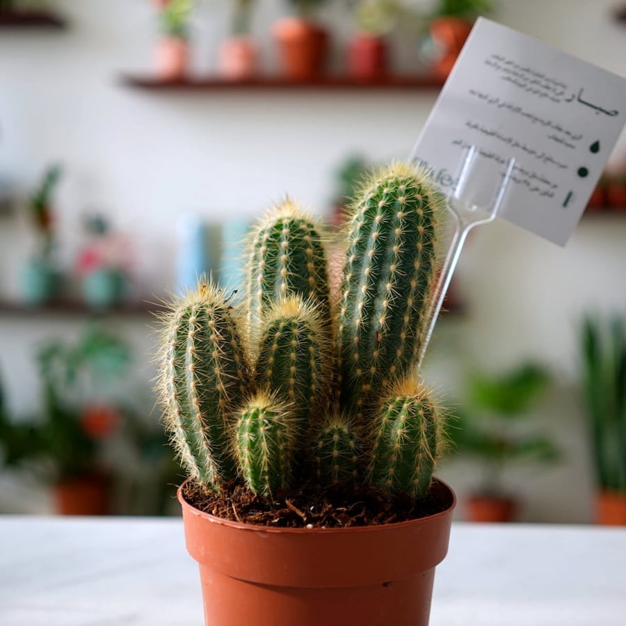 Clump cactus 12 cm