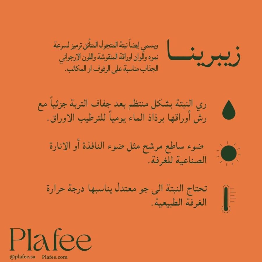 زيبرينا مركن زجاج