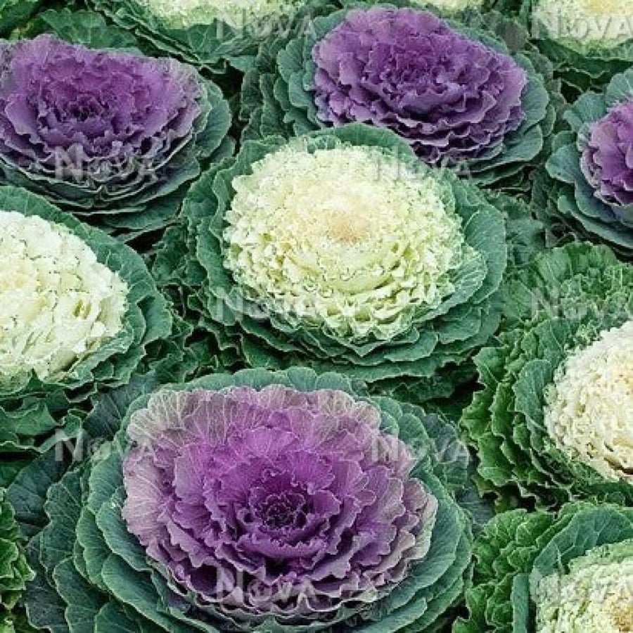 البراسيكا الزيتية ملفوف زينة ملون - نبات حولي - Brassica oleracea var. acephala