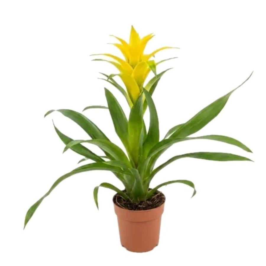 جوزمانيا هولندي مركن 12 - GUZMANIA