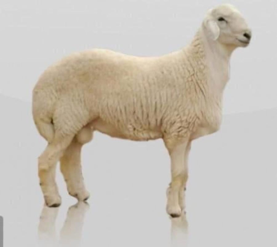 حري وسط