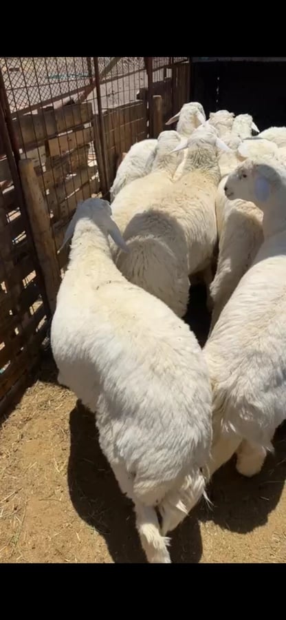 نعيمي ثلاجه وسط