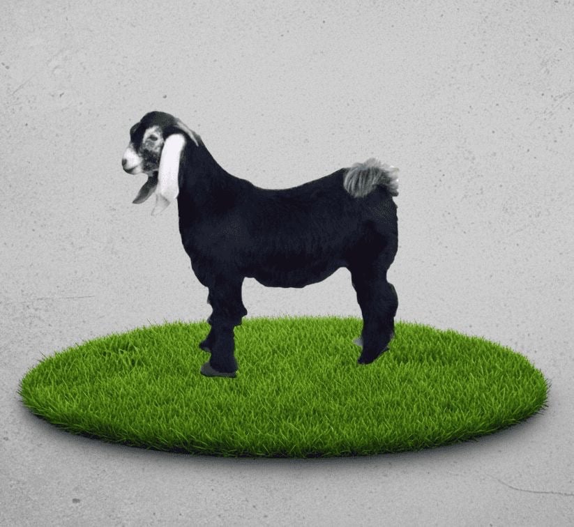 A large display goat