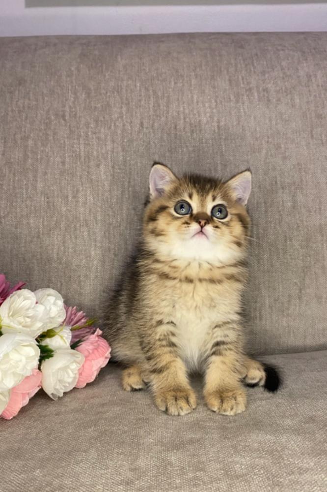 انثى سكوتش استريت