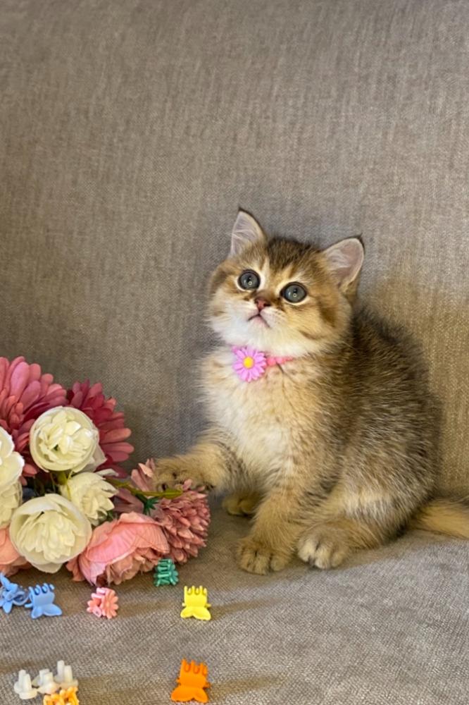 ذكر سكوتش استريت