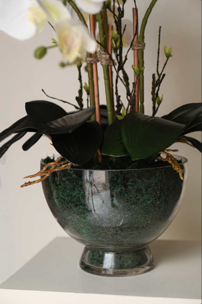 Orchid with four branches