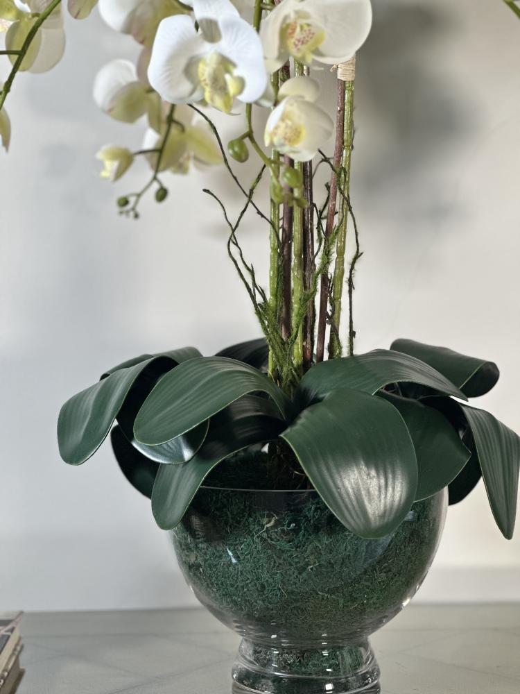 Orchid with four branches