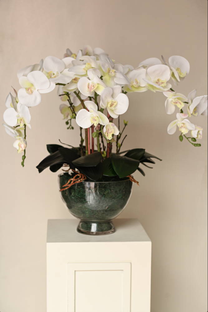 Orchid with four branches