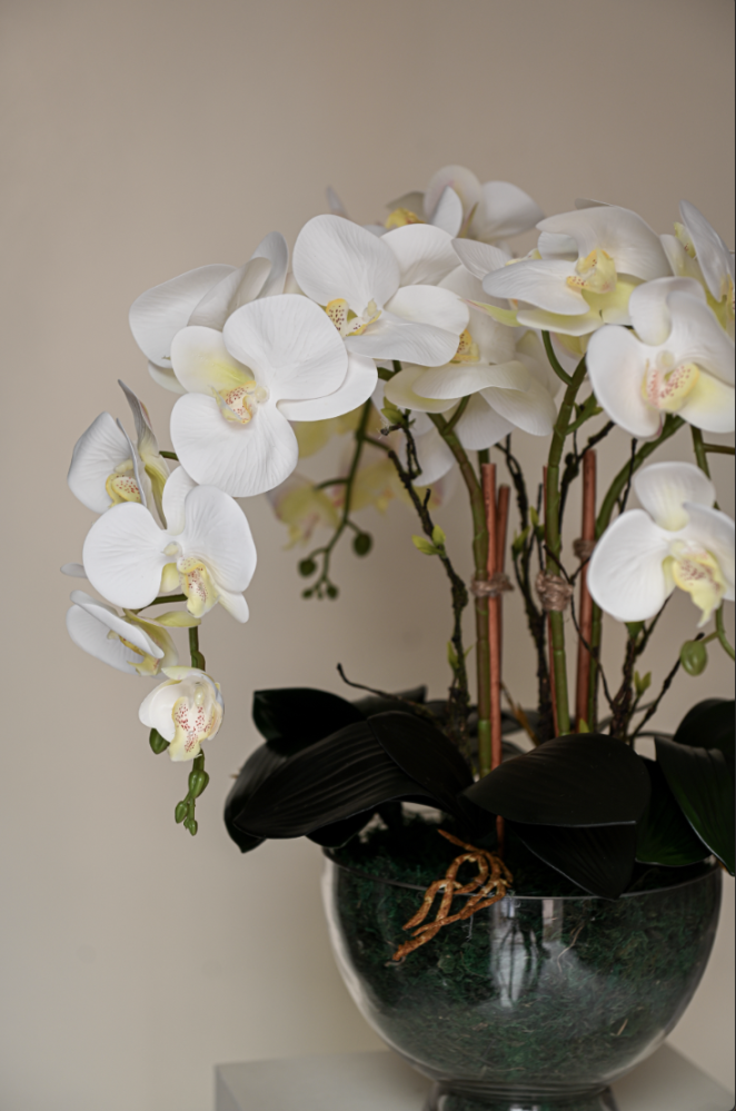 Orchid with four branches